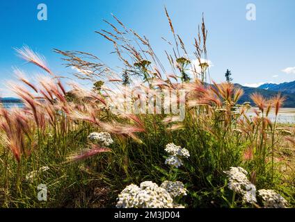 Wildgras wachsen am Kluane Lake; Kluane National Park; Saint Elias Mountains; Alaska Highway; Yukon Territory; Kanada Stockfoto