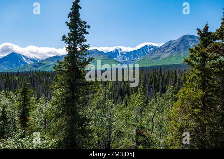 Spruce Beetle Trail Recreation Area; Kluane National Park & Preserve; Saint Elias Mountains; Alaska Highway; Yukon Territory; Kanada Stockfoto