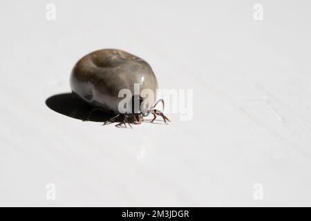 Zecke (Ixodes ricinus), gefüllt mit Blut, isoliert auf weißem Hintergrund Stockfoto