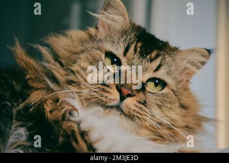 Porträt einer norwegischen Waldkatze auf hellem Hintergrund. Stockfoto
