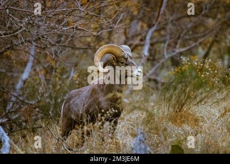 Super-Teleeinstellung von Dickhornschafen, die im Zion-Nationalpark in Utah weiden, wandern, starren, auf einem beliebten Wanderweg kurz nach Sonnenuntergang gesehen Stockfoto