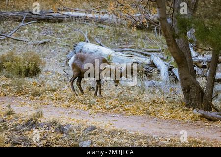 Super-Teleeinstellung von Dickhornschafen, die im Zion-Nationalpark in Utah weiden, wandern, starren, auf einem beliebten Wanderweg kurz nach Sonnenuntergang gesehen Stockfoto