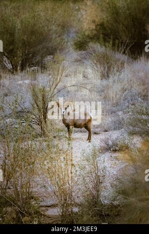 Super-Teleeinstellung von Dickhornschafen, die im Zion-Nationalpark in Utah weiden, wandern, starren, auf einem beliebten Wanderweg kurz nach Sonnenuntergang gesehen Stockfoto