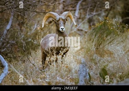 Super-Teleeinstellung von Dickhornschafen, die im Zion-Nationalpark in Utah weiden, wandern, starren, auf einem beliebten Wanderweg kurz nach Sonnenuntergang gesehen Stockfoto