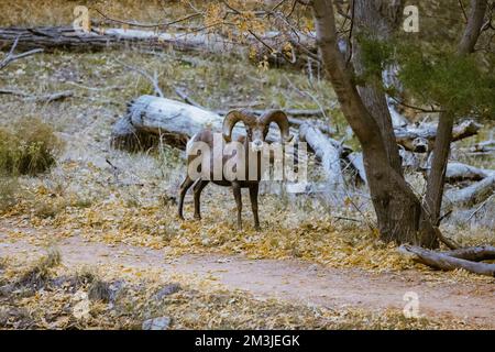 Super-Teleeinstellung von Dickhornschafen, die im Zion-Nationalpark in Utah weiden, wandern, starren, auf einem beliebten Wanderweg kurz nach Sonnenuntergang gesehen Stockfoto