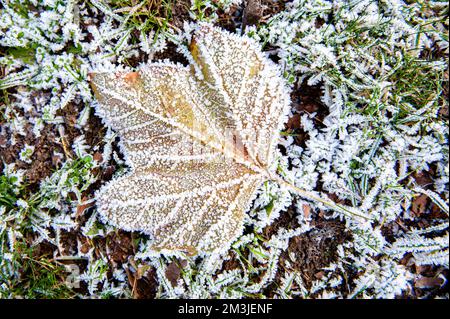 Nijmegen, Niederlande. 15.. Dezember 2022. Auf dem Boden liegt ein Laub, das mit Frost bedeckt ist. Nach drei Tagen mit Temperaturen unter Null (ca. -7 Grad Celsius in der Nacht), frierte das Wasser einiger Seen. Einige Skater nutzten das Risiko trotz des niedrigen Wasserstands, der einen kleinen Teil der Eisfläche bereitstellte, der groß genug war, um Skaten zu laufen, auf dem „Oude Waal“-See. Kredit: SOPA Images Limited/Alamy Live News Stockfoto