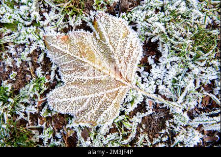 Nijmegen, Niederlande. 15.. Dezember 2022. Auf dem Boden liegt ein Laub, das mit Frost bedeckt ist. Nach drei Tagen mit Temperaturen unter Null (ca. -7 Grad Celsius in der Nacht), frierte das Wasser einiger Seen. Einige Skater nutzten das Risiko trotz des niedrigen Wasserstands, der einen kleinen Teil der Eisfläche bereitstellte, der groß genug war, um Skaten zu laufen, auf dem „Oude Waal“-See. (Foto: Ana Fernandez/SOPA Images/Sipa USA) Guthaben: SIPA USA/Alamy Live News Stockfoto