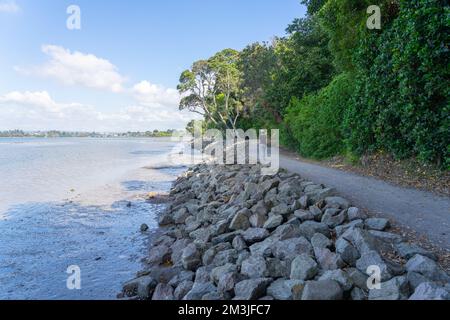 Tauranga Neuseeland - 4 2022. April; Walker auf Daisy Hardwick Walkway am Waikareao Flussmündung mit Schatten von Bäumen am Hafen. Stockfoto