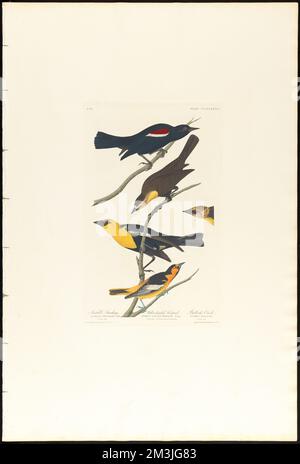 Nuttall ist der Star. Gelbkopf-Troopial. Bullock-Oriole : Icterus tricolor, AUD. 1. Männlicher Erwachsener. Ikterus xanthocephalus, Bonap. 2. Männlicher Erwachsener. 3. Tun. Weiblich. 4. Kopf des jungen Mannes. Ikterus bullockii. 5. Männlicher Erwachsener. c.1 v.4 Platte 388 , Vögel, nördliche Oriole, dreifarbige Ameise, Gelbkopf-Ameise. Die Vögel Amerikas - aus Originalzeichnungen von John James Audubon Stockfoto