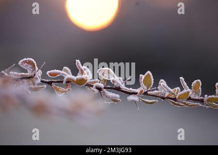 Berlin, Deutschland. 15.. Dezember 2022. Reife, kalte Natur im Bezirk Steglitz-Zehlendorf. (Foto: Simone Kuhlmey/Pacific Press) Kredit: Pacific Press Media Production Corp./Alamy Live News Stockfoto