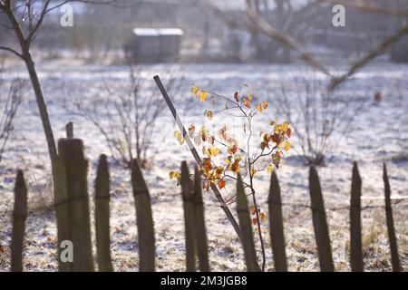 Berlin, Deutschland. 15.. Dezember 2022. Reife, kalte Natur im Bezirk Steglitz-Zehlendorf. (Foto: Simone Kuhlmey/Pacific Press) Kredit: Pacific Press Media Production Corp./Alamy Live News Stockfoto