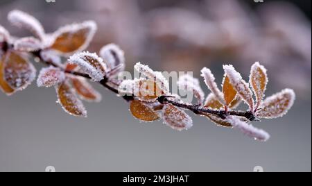 Berlin, Steglitz-Zehlendorf, Deutschland. 15.. Dezember 2022. Reife, kalte Natur im Bezirk Steglitz-Zehlendorf. (Kreditbild: © Simone Kuhlmey/Pacific Press via ZUMA Press Wire) Kredit: ZUMA Press, Inc./Alamy Live News Stockfoto