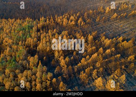 Ein Luftblick auf Kiefern in einem verbrannten Wald bei Sonnenuntergang Stockfoto