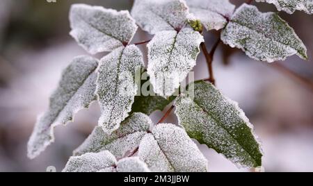 Berlin, Steglitz-Zehlendorf, Deutschland. 15.. Dezember 2022. Reife, kalte Natur im Bezirk Steglitz-Zehlendorf. (Kreditbild: © Simone Kuhlmey/Pacific Press via ZUMA Press Wire) Kredit: ZUMA Press, Inc./Alamy Live News Stockfoto