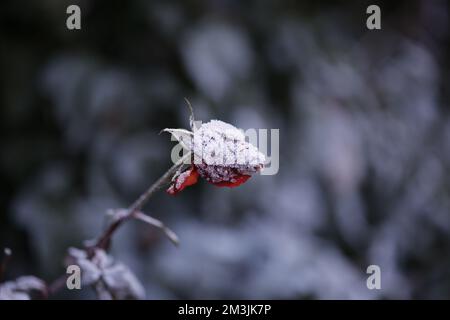 Berlin, Steglitz-Zehlendorf, Deutschland. 15.. Dezember 2022. Reife, kalte Natur im Bezirk Steglitz-Zehlendorf. (Kreditbild: © Simone Kuhlmey/Pacific Press via ZUMA Press Wire) Kredit: ZUMA Press, Inc./Alamy Live News Stockfoto