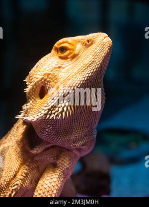 Nahaufnahme des Kopfes und des Oberkörpers eines gefangen gehaltenen, goldfarbenen bärtigen Drachen, der in die Kamera schaut. Stockfoto