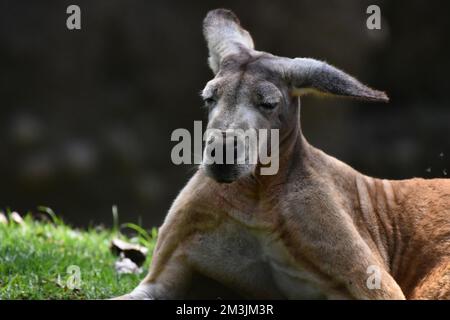 Der Zoo ist eine Känguru-Art, die im Rahmen eines Artenschutzprogramms in seinem Lebensraum gesehen wird. Im Chapultepec Zoo sind 1803 Tiere gefangen. (Foto mit dem Auto Stockfoto