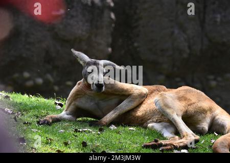 Der Zoo ist eine Känguru-Art, die im Rahmen eines Artenschutzprogramms in seinem Lebensraum gesehen wird. Im Chapultepec Zoo sind 1803 Tiere gefangen. (Foto mit dem Auto Stockfoto