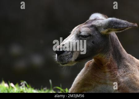 Der Zoo ist eine Känguru-Art, die im Rahmen eines Artenschutzprogramms in seinem Lebensraum gesehen wird. Im Chapultepec Zoo sind 1803 Tiere gefangen. (Foto mit dem Auto Stockfoto