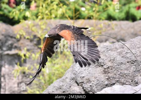 Der Zoo ist eine Red Tail Hawk-Art, die während eines Artenschutzprogramms in seinem Lebensraum gesehen wurde. Im Chapultepec Zoo sind 1803 Tiere gefangen. Stockfoto