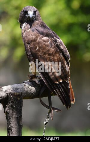 Der Zoo ist eine Red Tail Hawk-Art, die während eines Artenschutzprogramms in seinem Lebensraum gesehen wurde. Im Chapultepec Zoo sind 1803 Tiere gefangen. Stockfoto