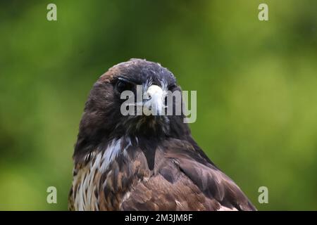 Der Zoo ist eine Red Tail Hawk-Art, die während eines Artenschutzprogramms in seinem Lebensraum gesehen wurde. Im Chapultepec Zoo sind 1803 Tiere gefangen. Stockfoto