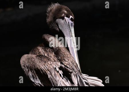 Der Zoo ist eine braune Pelikan-Art, die im Rahmen eines Artenschutzprogramms in ihrem Lebensraum gesehen wurde. Im Chapultepec Zoo sind 1803 Tiere gefangen. Stockfoto