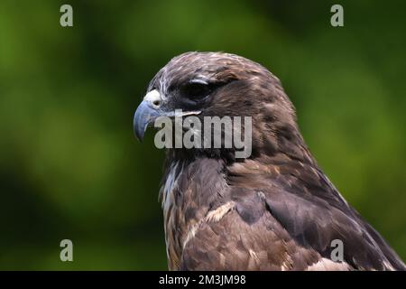 Der Zoo ist eine Red Tail Hawk-Art, die während eines Artenschutzprogramms in seinem Lebensraum gesehen wurde. Im Chapultepec Zoo sind 1803 Tiere gefangen. Stockfoto