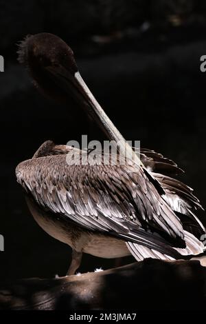 Der Zoo ist eine braune Pelikan-Art, die im Rahmen eines Artenschutzprogramms in ihrem Lebensraum gesehen wurde. Im Chapultepec Zoo sind 1803 Tiere gefangen. Stockfoto