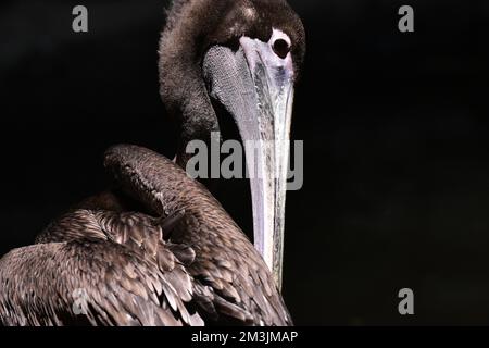 Der Zoo ist eine braune Pelikan-Art, die im Rahmen eines Artenschutzprogramms in ihrem Lebensraum gesehen wurde. Im Chapultepec Zoo sind 1803 Tiere gefangen. Stockfoto
