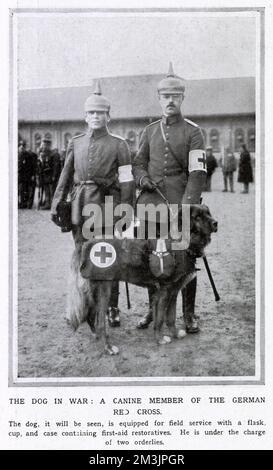 Hundemitglied des Deutschen Roten Kreuzes 1. Weltkrieg Stockfoto