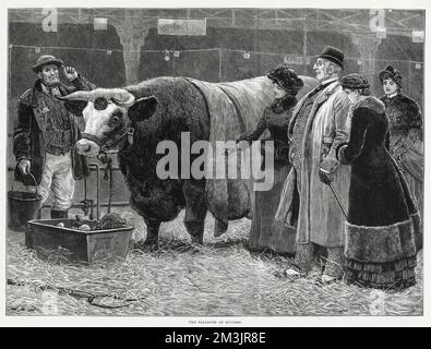 Eine kleine Gruppe auf dem Smithfield's Market, die sich Rinderrinder anschaut. Fleisch wurde auf dem Gelände des Smithfield's seit über 800 Jahren gehandelt, aber das aktuelle Gebäude wurde 1868 eröffnet. Das von Sir Horace Jones entworfene Gebäude ist ein Produkt des Eisenbahnzeitalters mit seinem großen Bogendach, Säulen und 8 Meter hohen eisernen Toren. Stockfoto