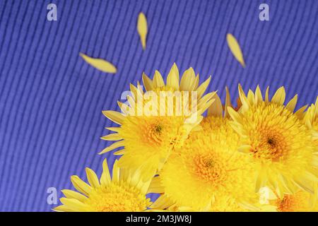 Gelbe Chrysanthemblüten auf dem Hintergrund von blauem Strickstoff. Draufsicht. Stockfoto