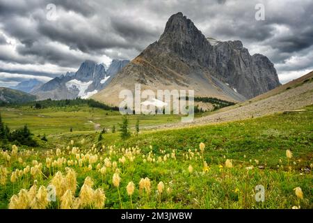 Wildblumen blühen am Rockwall Trail Stockfoto