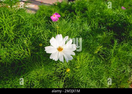 Weiße und rosafarbene Blumen und Laub umgeben Stockfoto