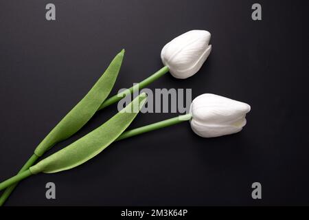 Zwei weiße Tulpen auf dunklem Hintergrund. Stockfoto