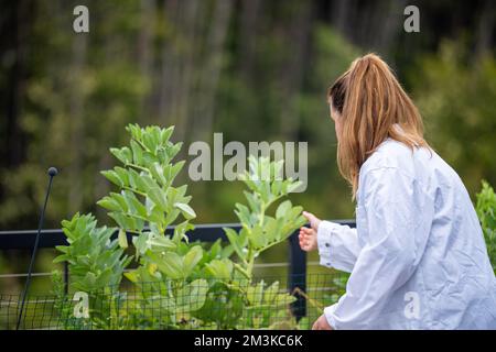 Landwirtinnen, die Pflanzen in asien züchten und anbauen Stockfoto