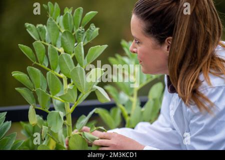 Landwirtinnen, die Pflanzen in asien züchten und anbauen Stockfoto