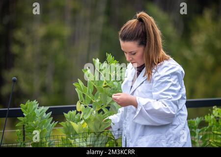 Landwirtinnen, die Pflanzen in asien züchten und anbauen Stockfoto
