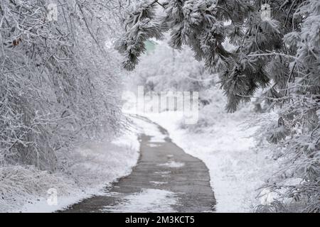 Snowy driveway. Mountain road in Europe trees covered by snow. Winter forest after snowfall Stockfoto