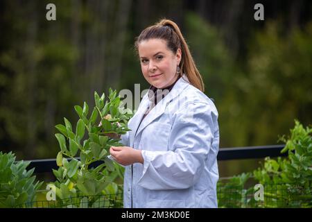 Landwirtinnen, die Pflanzen in asien züchten und anbauen Stockfoto
