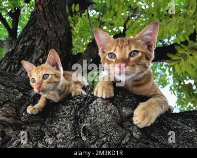 Eine orangefarbene Katze auf einem Ast Stockfoto