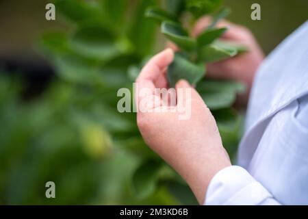 Landwirtinnen, die Pflanzen in asien züchten und anbauen Stockfoto