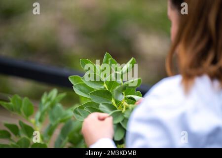 Landwirtinnen, die Pflanzen in asien züchten und anbauen Stockfoto