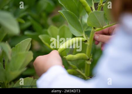 Landwirtinnen, die Pflanzen in asien züchten und anbauen Stockfoto