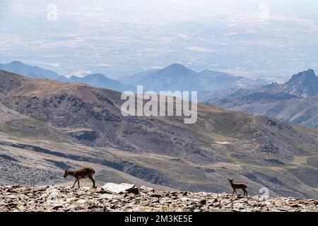 Eine Ziegenmutter und ihr Kind erkunden die felsige Sierra Nevada in Andalusien, Spanien Stockfoto