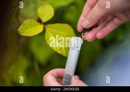 Landwirtinnen, die Pflanzen in asien züchten und anbauen Stockfoto