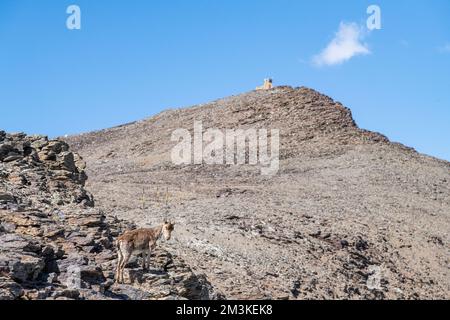 Eine wilde Ziege im Gebirge Sierra Nevada in Andalusien, Spanien Stockfoto