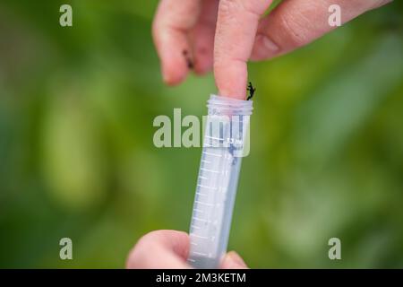 Landwirtinnen, die Pflanzen in asien züchten und anbauen Stockfoto