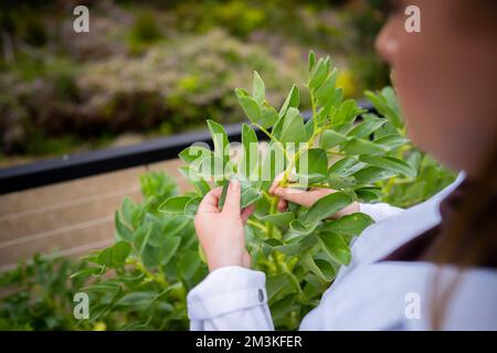 Landwirtinnen, die Pflanzen in asien züchten und anbauen Stockfoto